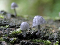 blauwgrijzeschorsmycena