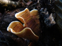 dsc05994a