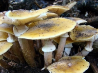 dsc06030a