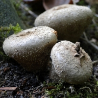 afgeplattebovist