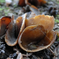 bruinebeker