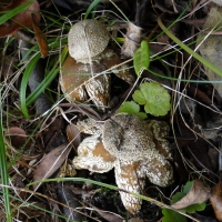 weerhuisje