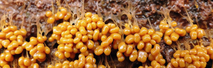 troskalk1
