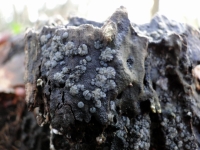 gmollisiadsc06708