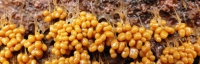 troskalk1