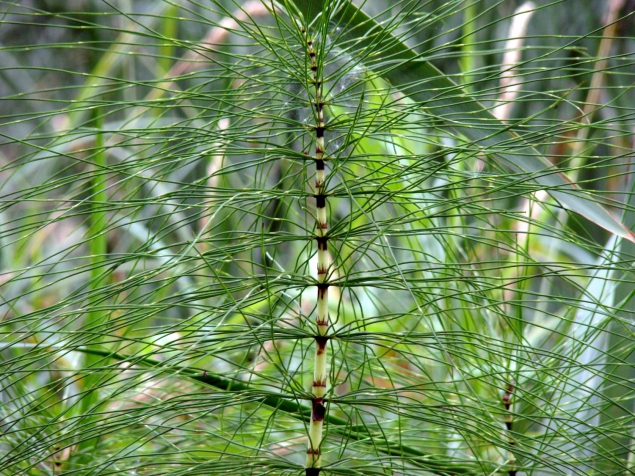 dsc04345b