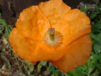 dsc03695