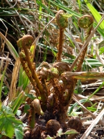 zfdsc07690a