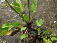 waterweegbree-18-7-2012-18-7-2012-16-03-58