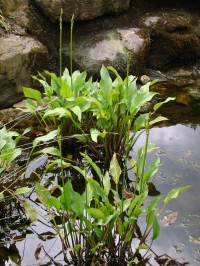 zwaterweegbree-uit-1-7-2011-15-28-20