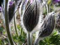 gdsc06819