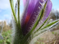 fsc06835