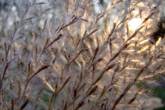 winterpracht