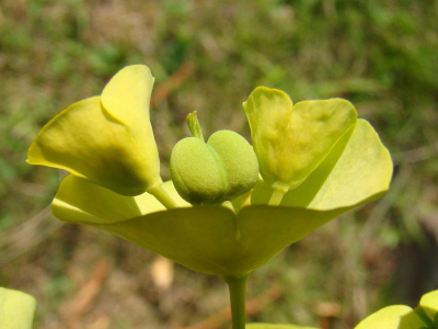 DSC00598uit