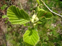DSC07050a.jpg